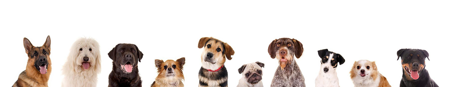 Hundesalon Breitenfurt